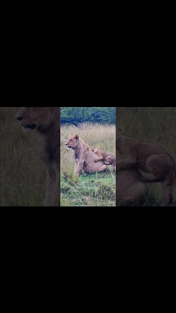 Annoying The Babysitter! #Wildlife | #ShortsAfrica