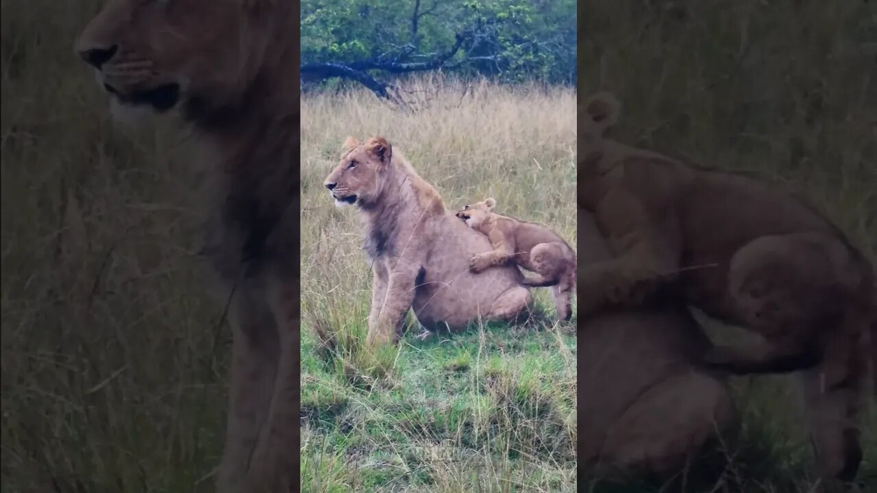 Annoying The Babysitter! #Wildlife | #ShortsAfrica