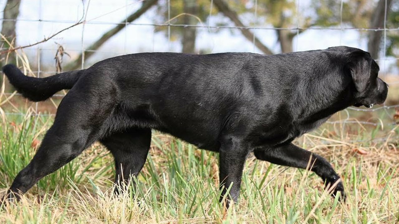 BEST OF LABRADOR | THE MOST STUNNING BLACK LABRADOR RETRIEVER