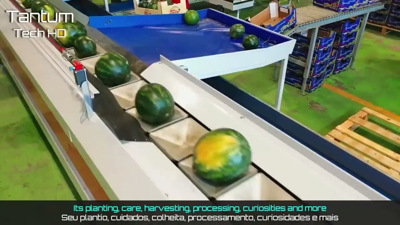 Incrível Processo de Cultivo, Colheita e Processamento de Melancias em Estufa e Agricultura Moderna