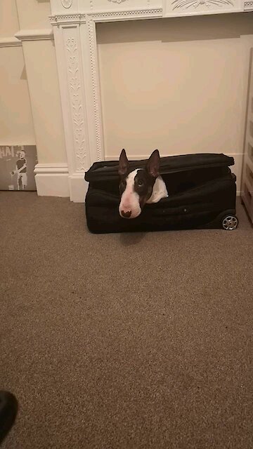 Dougie going in his suitcase