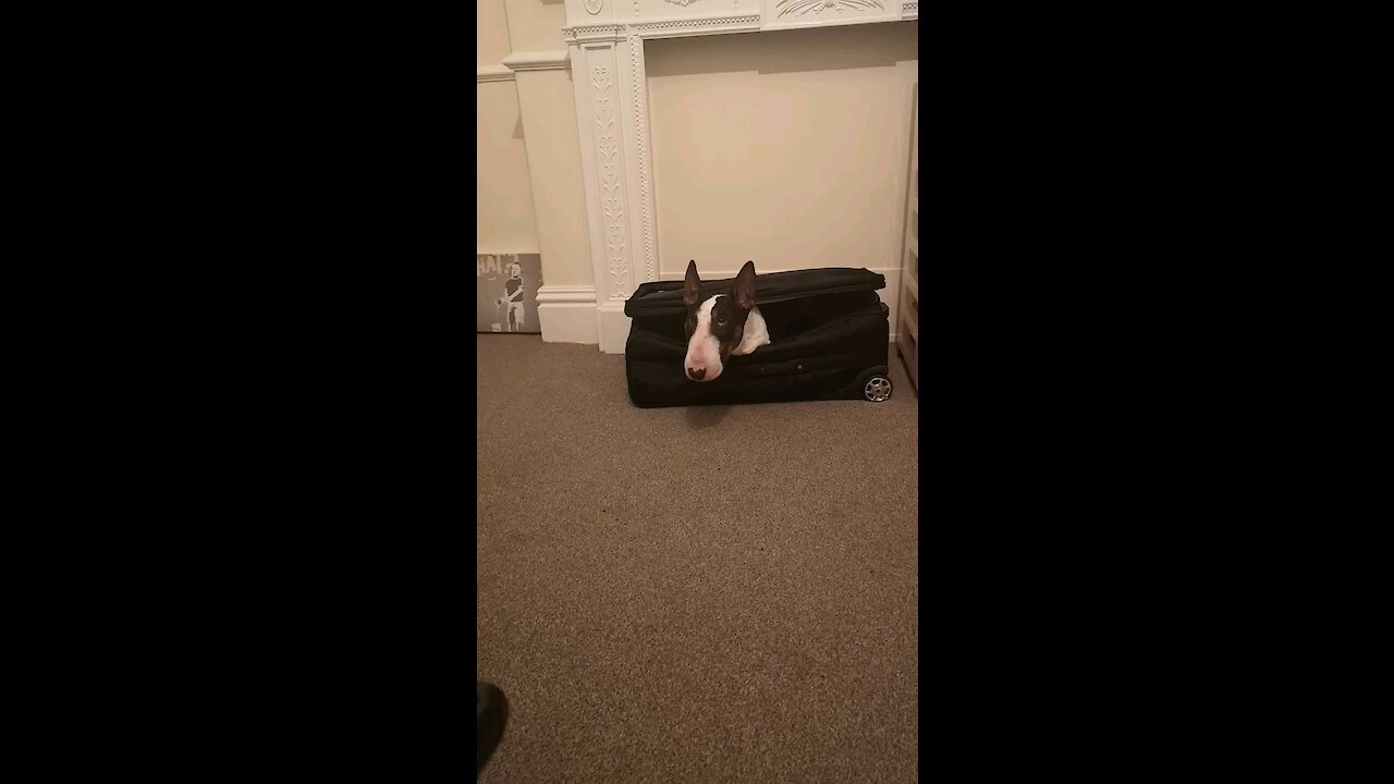 Dougie going in his suitcase