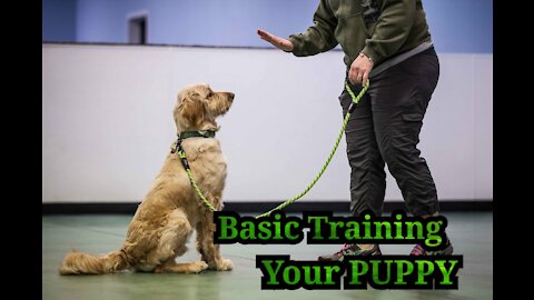 Basic Dog Training - TOP 10 Essential Commands your puppy Should Know!