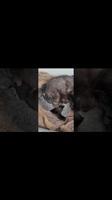 Roosters and Kittens #chicken #rooster #cat #kitten #rescue #music #guitar #trending #trump