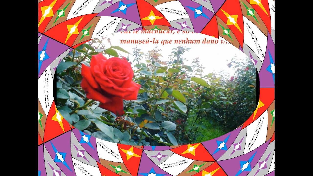 Até a rosa mais bonita do mundo tem espinhos [Frases e Poemas]