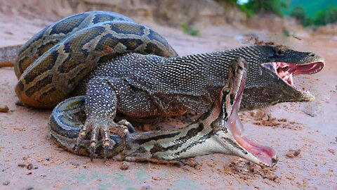 Komodo vs Python Survival Battle - Wild Dogs and Crocodile Siege Catches Kudu