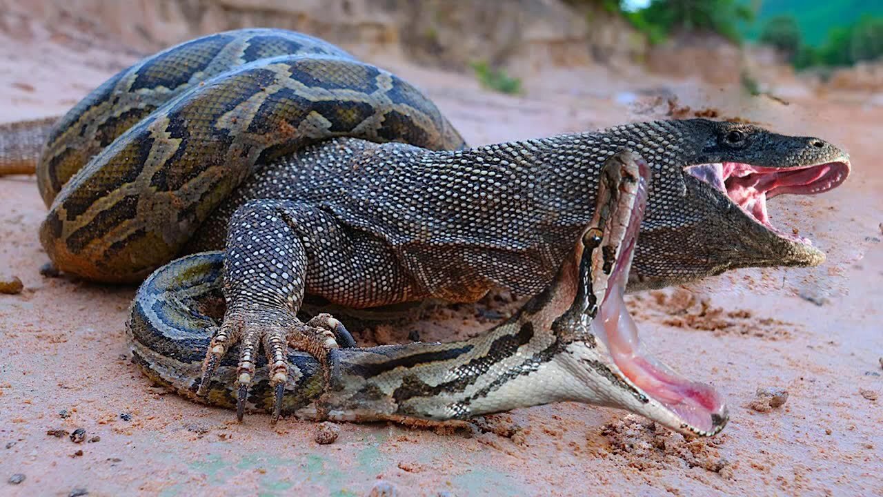 Komodo vs Python Survival Battle - Wild Dogs and Crocodile Siege Catches Kudu