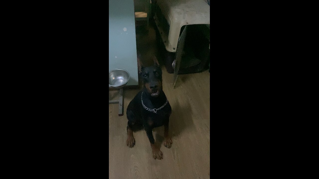 Doberman Dog is Scared of Kennel