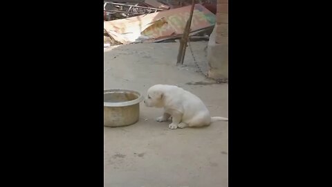 Best funny video 2024 | funniest video of cat and dog #viral #cuteanimal #viraldog #india