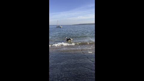 Border Collie 6am Swim