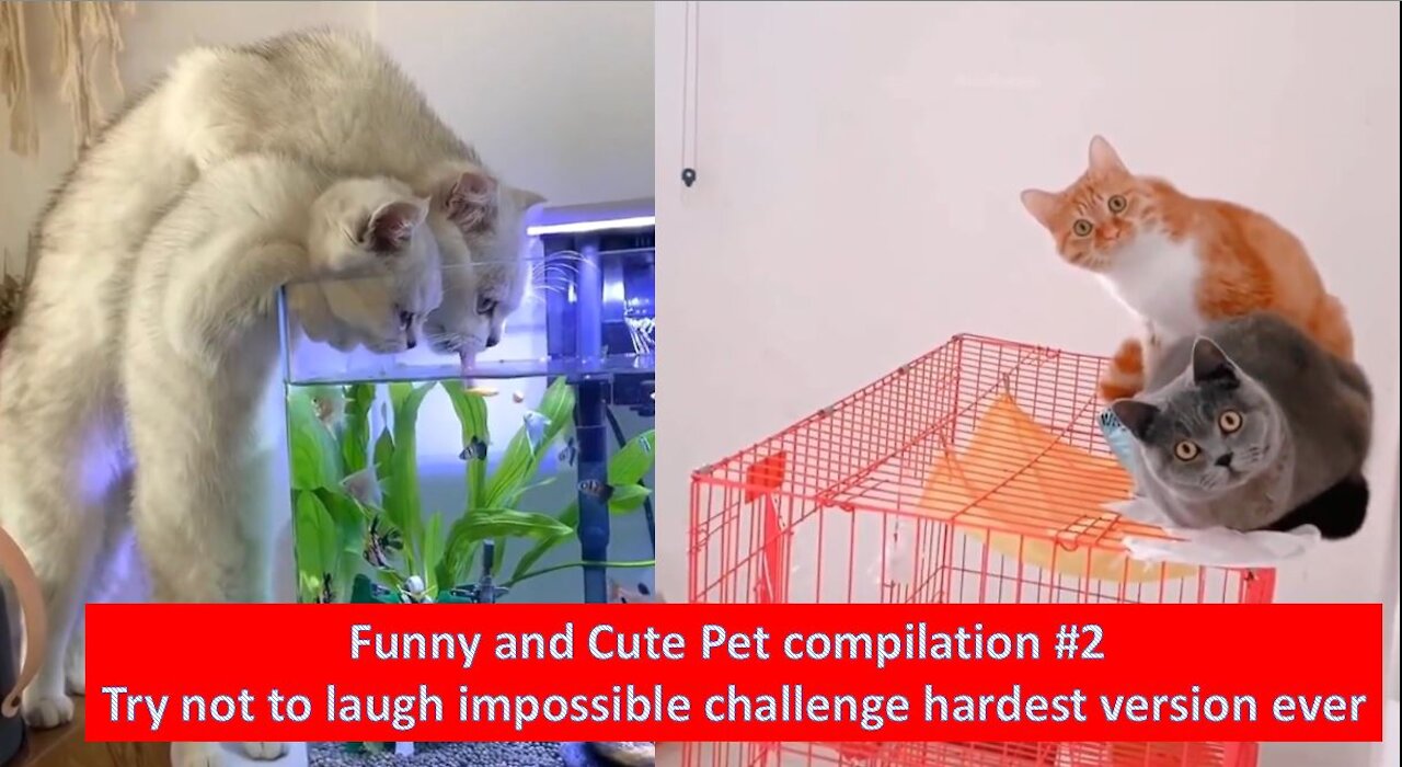 Funny and Cute Pet compilation - Try not to laugh impossible challenge hardest version ever