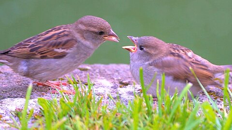 House Sparrow Mothers Feeding Their Baby Fledglings