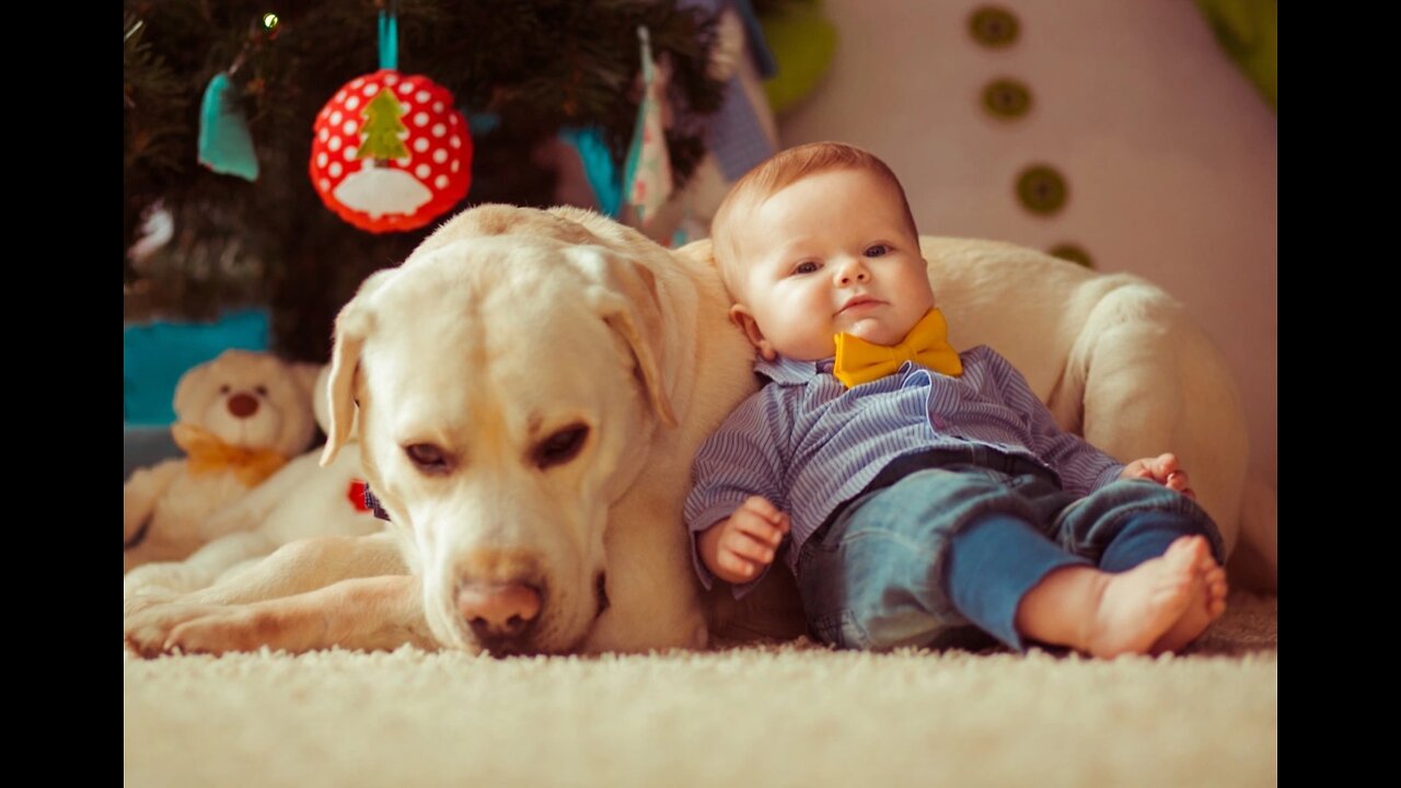 Poppies & Babies, Funny video Babies with Puppies