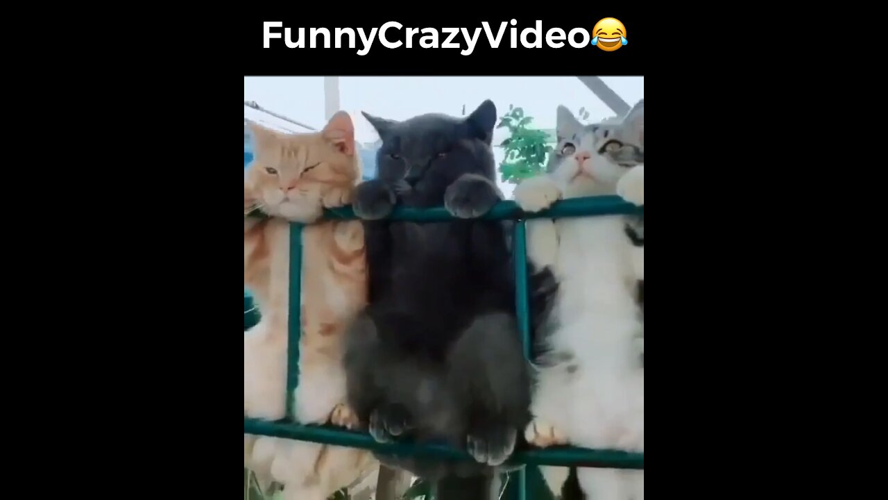 Mr FunnyCrazyVideo😂 Just Incredible Video Funny and Crazy #Like Follow for Follow 🥰