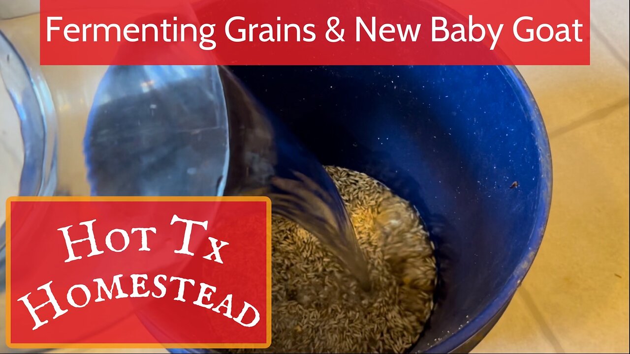 Fermenting Grains & New Baby Goat