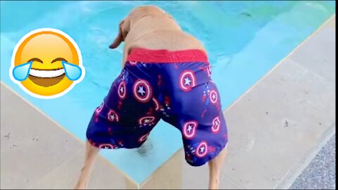 Another funny dog video