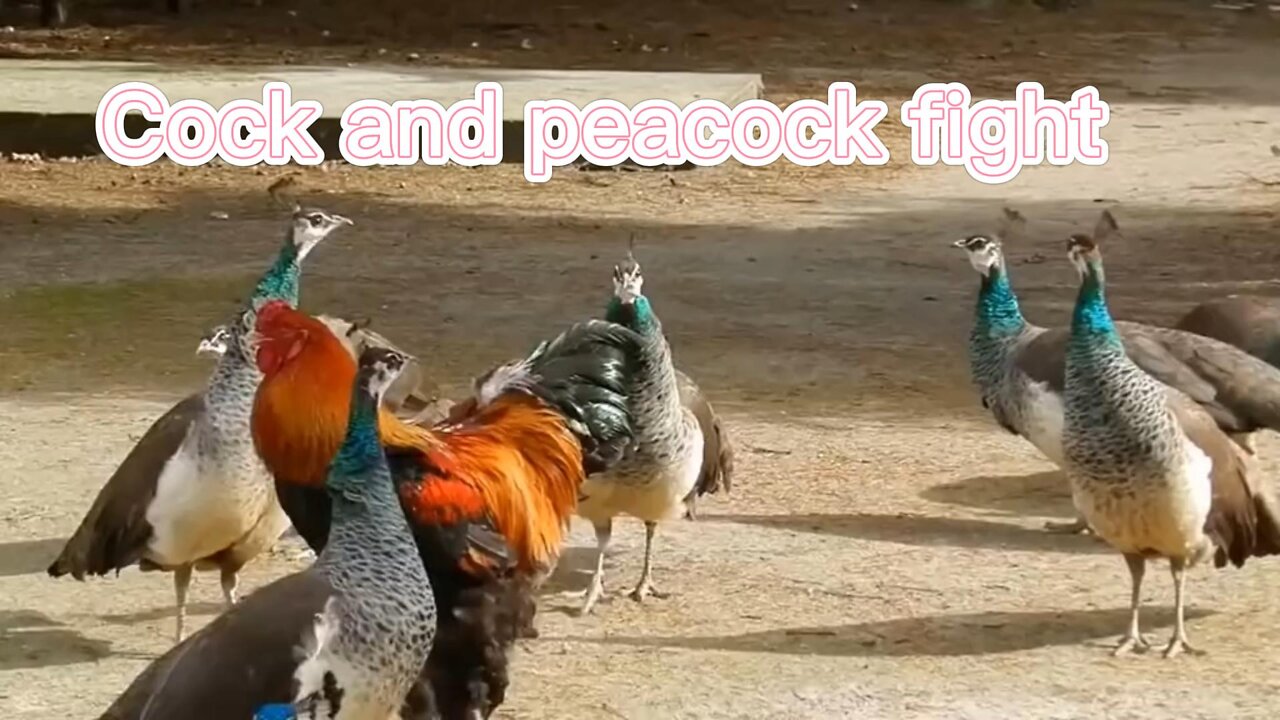 Rooster and Peacock Stronghold