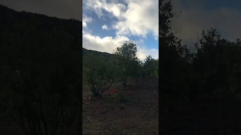 Rainbow in Rainbow, CA in Macadamia Grove After Rains