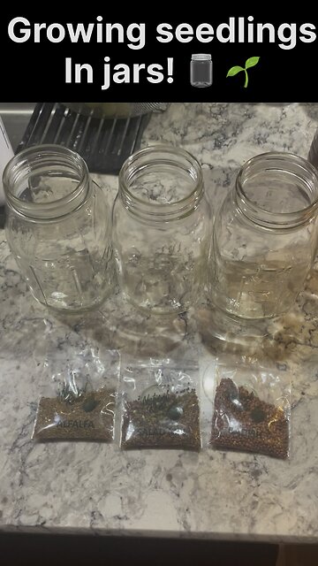 Growing seedlings in jars