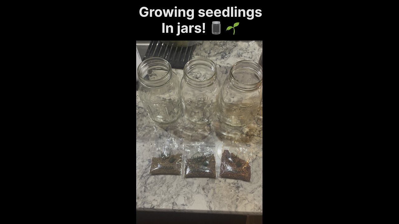 Growing seedlings in jars