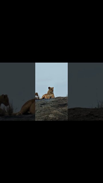 Greeting Mum! #shorts | #ShortsAfrica