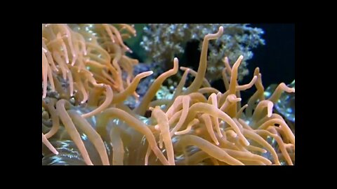 very beautiful anemone fish #short #shorts #ytshorts #ytshort #viralshorts #videos