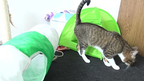 Cat Inspects His Tent