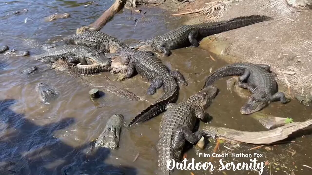 Cannibal Alligators Attack and Feast on their Own Kind!