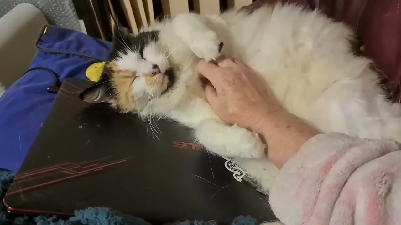 Fluffy goes to sleep