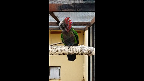 beautiful voice 🦜❤️