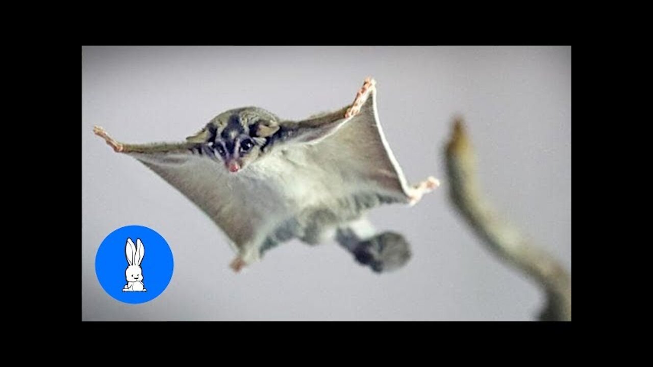 SUGAR GLIDERS Flying - Funny & Cute Compilation/