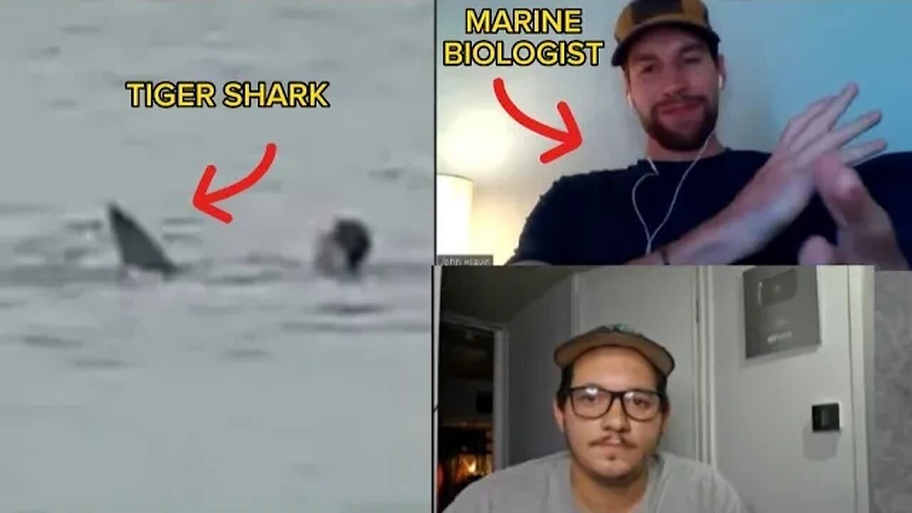 Discussing the Egypt Shark attack with a Marine Biologist: John Hlavin