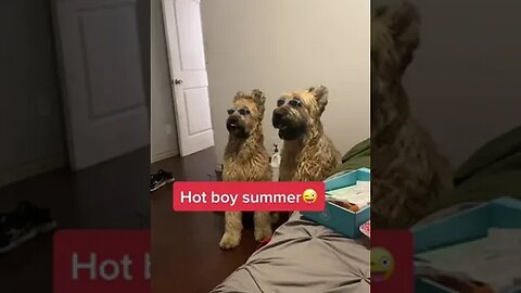 Hot Boy summer #petvideos #funnyvideo #pet