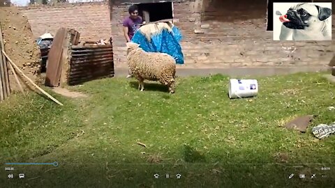 Funny sheep attack