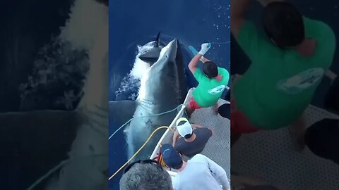 Tuna fishing surprise #trending