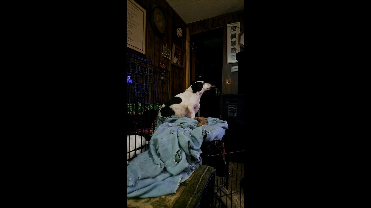 funny dog