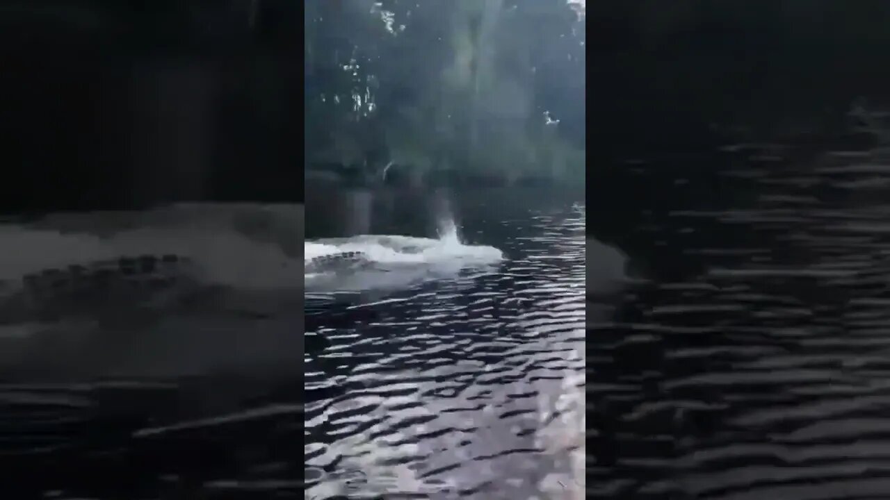 Strange dolphin spotted in the river 😱😱