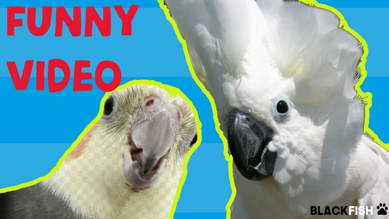 Try Not To Laugh Challenge - BEST FUNNY PARROTS COMPILATION