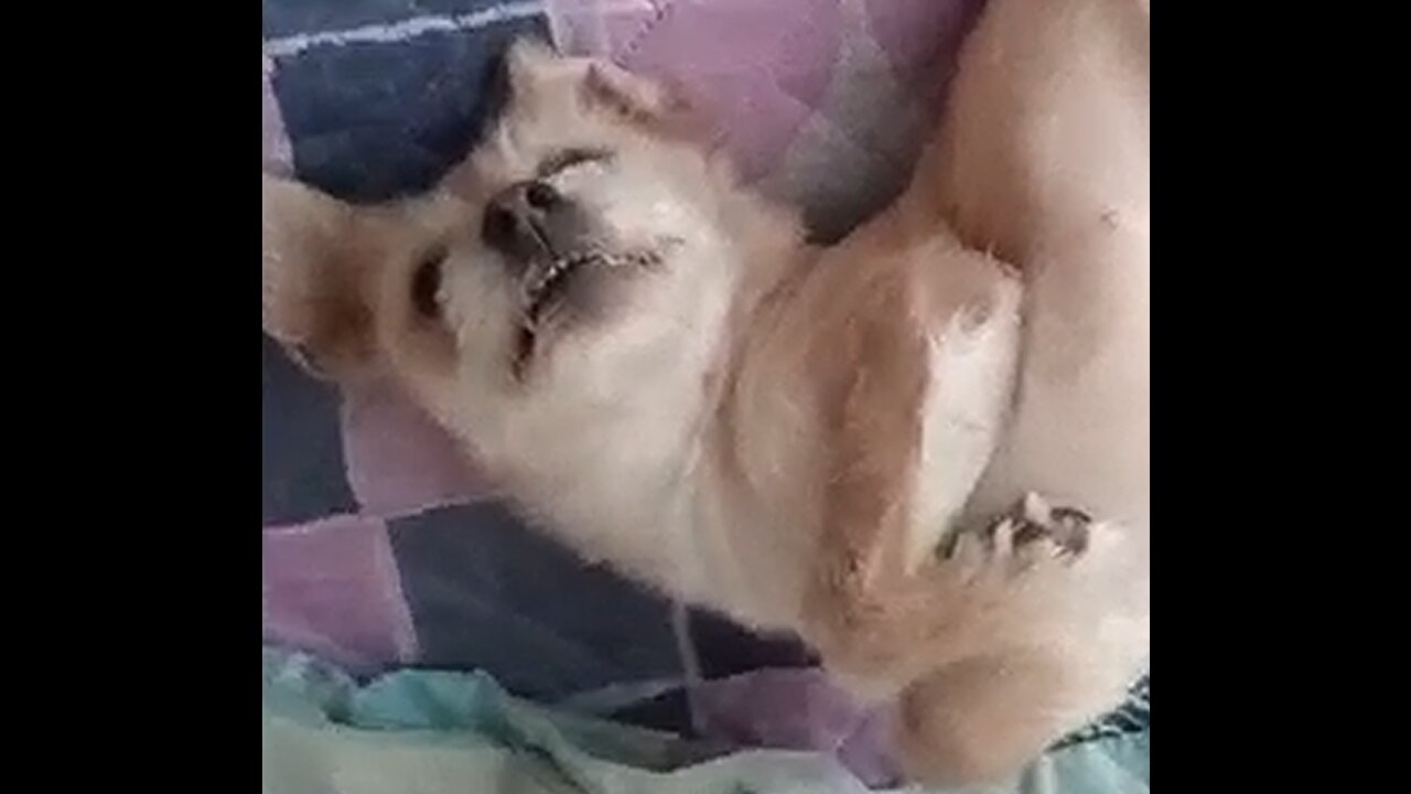 Funny puppy scratches himself to wake up