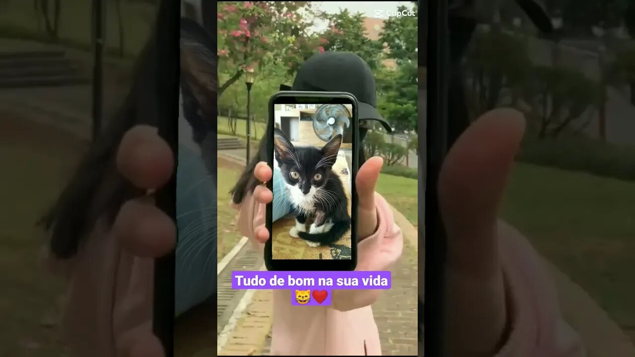 Gato Bartolomeu Tunico no celular 😺