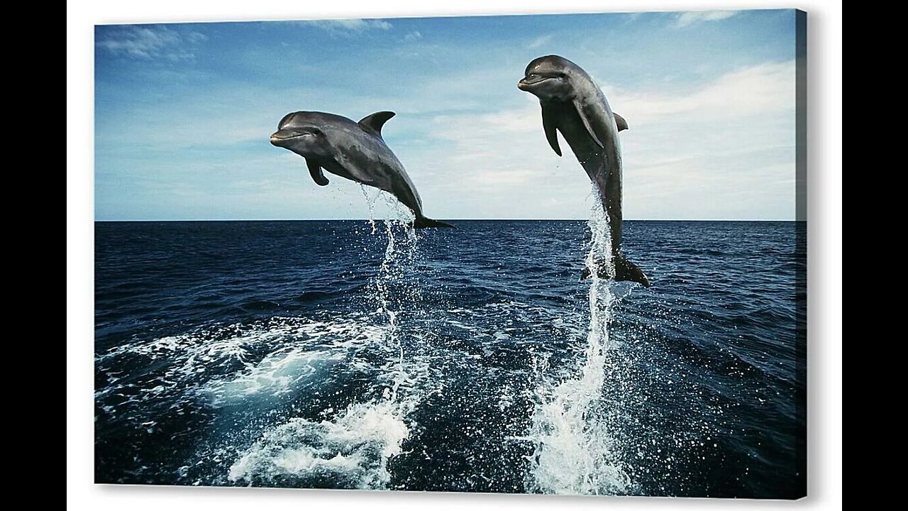 Dolphins, animals, water, sea, ocean, tide of sound, sound of water, stunning beauty of nature