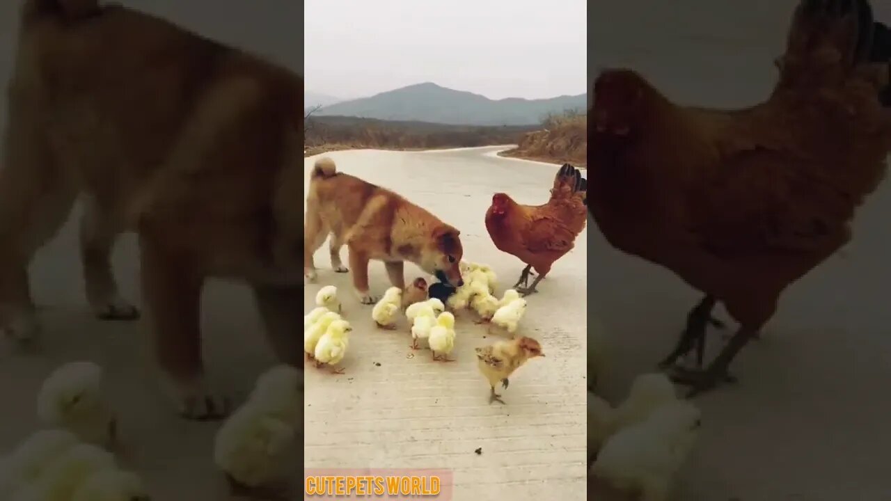 cute puppy / cute hen / cute chicks