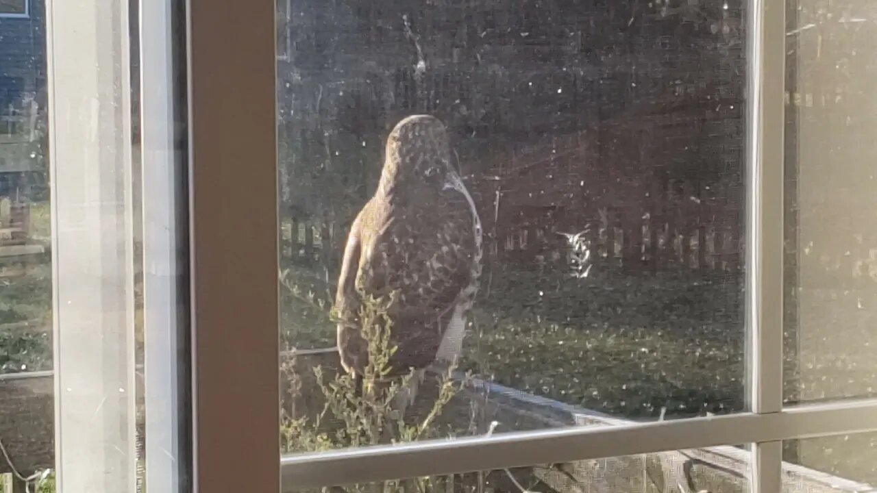 Ruby the Red tailed Hawk arrives Agian 😍