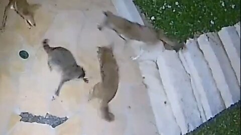 Badass Raccoon Takes On Five Coyotes