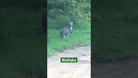 Cute wallaby at the side of the road