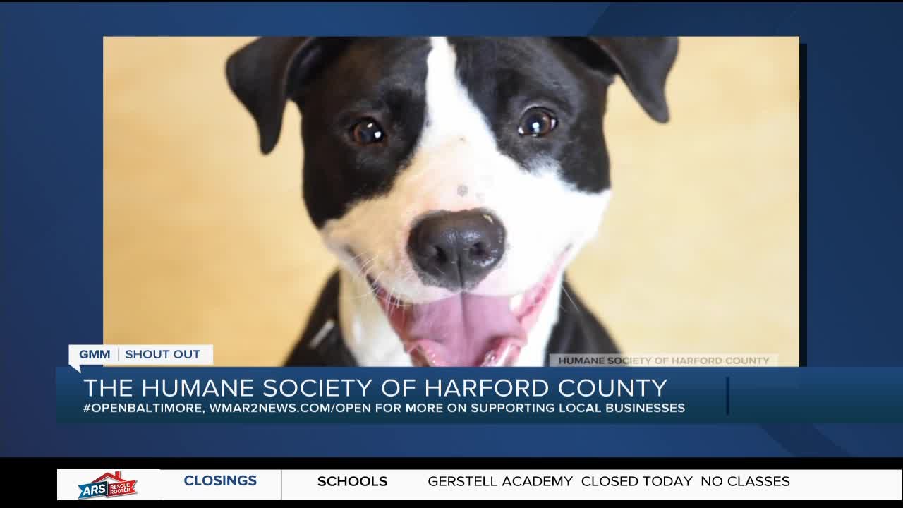 Cutie Boy is looking for a new home at the Humane Society of Harford County