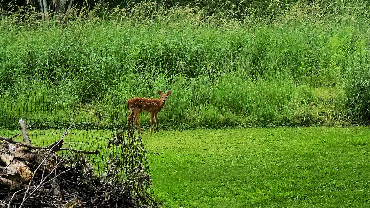 Just a curious little fawn
