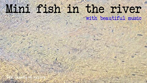 Mini fish in the river with beautiful music / Life in the water.