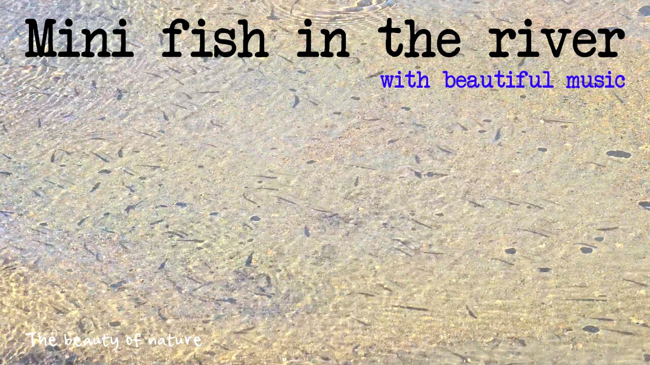 Mini fish in the river with beautiful music / Life in the water.