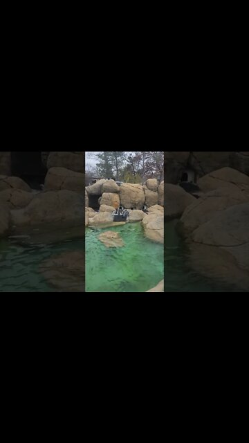 penwings at lasing zoo